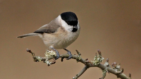 Marsh tit