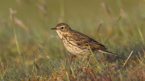 Meadow pipit