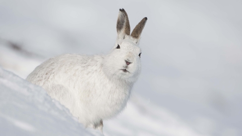 Mountain hare