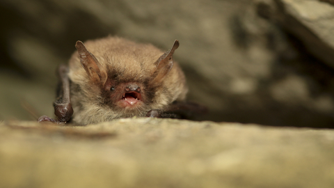 Natterer's bat