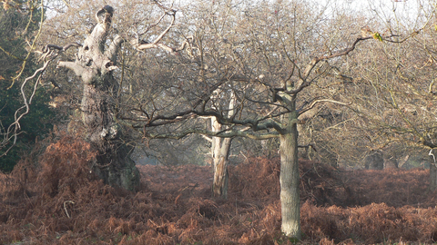 Lowland dry oak and birch wood