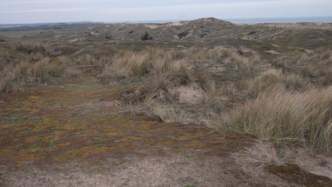 Sand dune