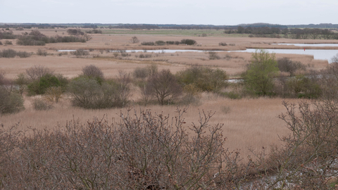 Reedbed