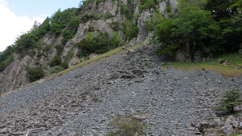 Scree on rocky habitat