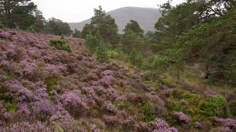 Caledonian forest