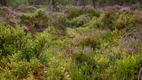 Caledonian forest