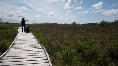 Raised bog