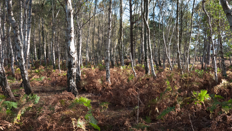 Lowland dry oak and birch wood