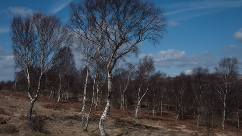 Upland birch wood