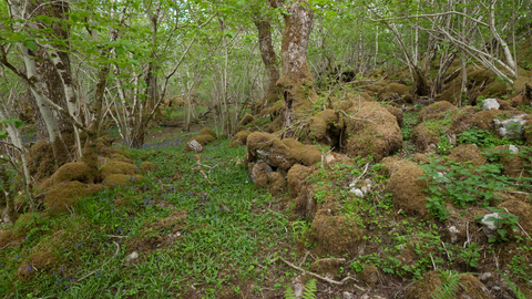 Upland mixed ash wood