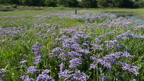 Saltmarsh