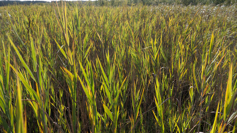 Reedbed