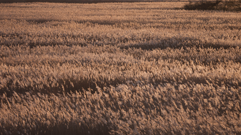 Reedbed