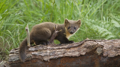 Pine marten