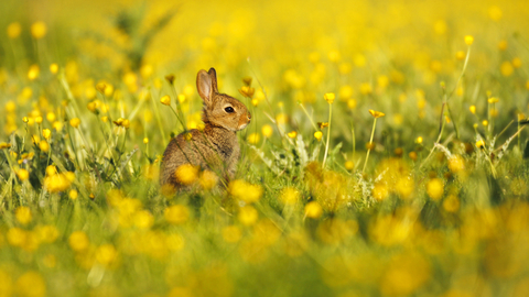 Rabbit kit