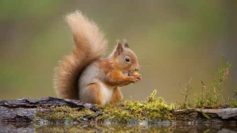 A red squirrel sitting by a woodland pool, nibbling a nut