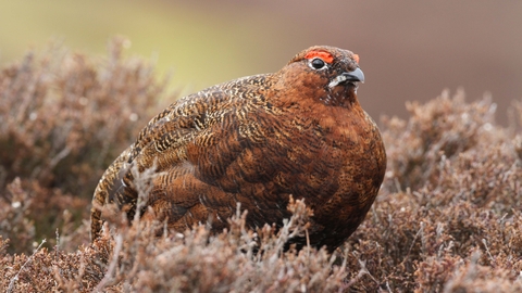 Red grouse