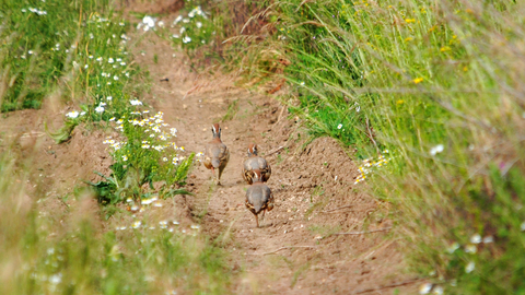 A covey of red-legged partridges running along the edge of a track