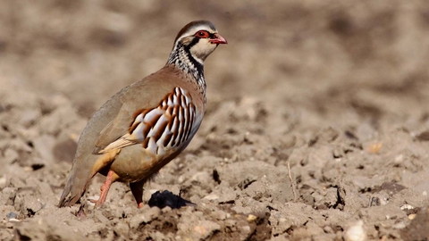 Red-legged partridge standing on a field of bare soil