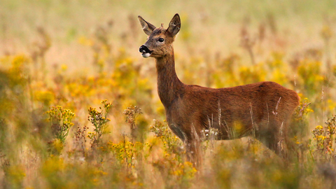 Roe deer