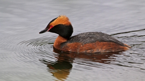 Slavonian Grebe