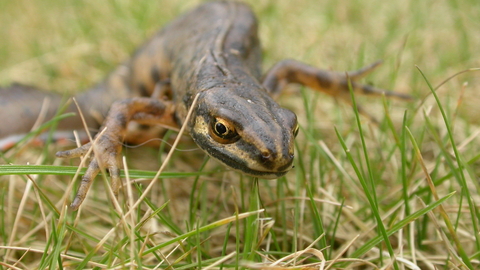 Smooth newt