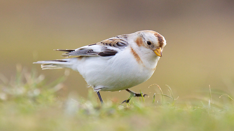 Snow Bunting