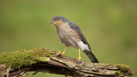 Sparrowhawk