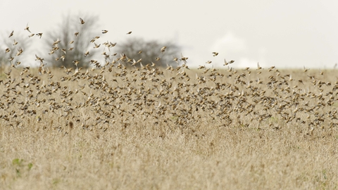 Linnet flock