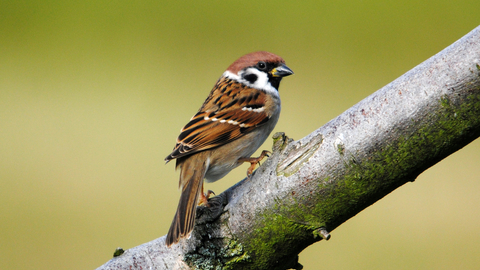 Tree sparrow