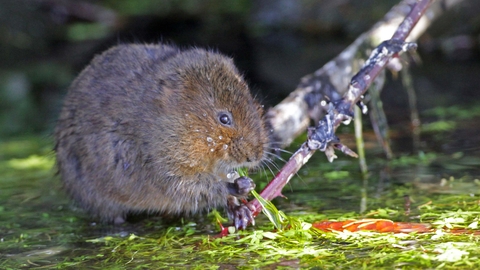 Water vole