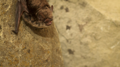 Whiskered bat