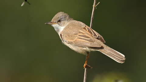 Whitethroat