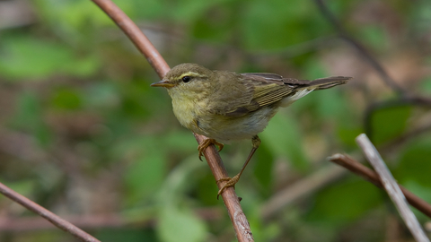 Willow warbler