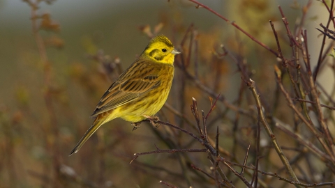 Yellowhammer