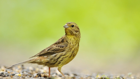 Yellowhammer