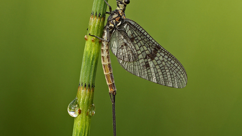 Common Mayfly