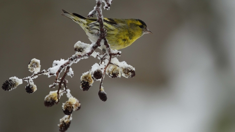 Male Siskin on Alder