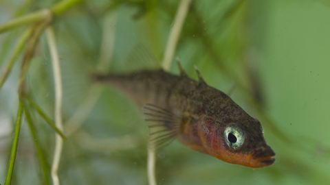 Three-spined Stickleback