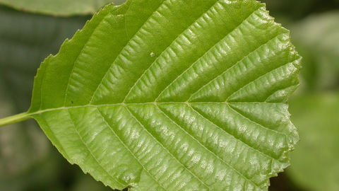 Alder leaf