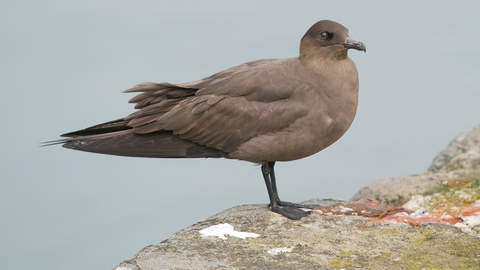 Arctic Skua