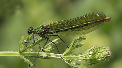 Banded Demoiselle