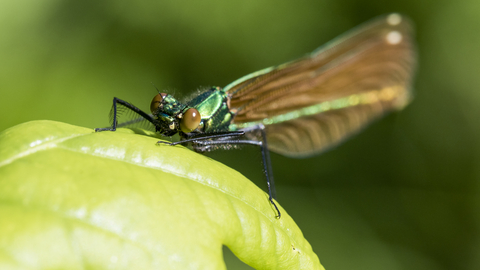 Beautiful Demoiselle female