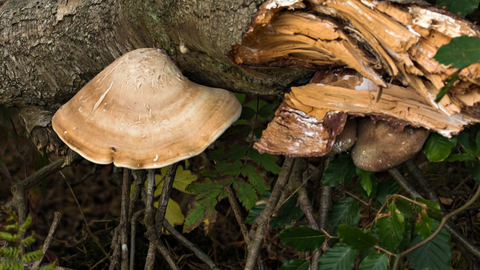 Birch Polypore