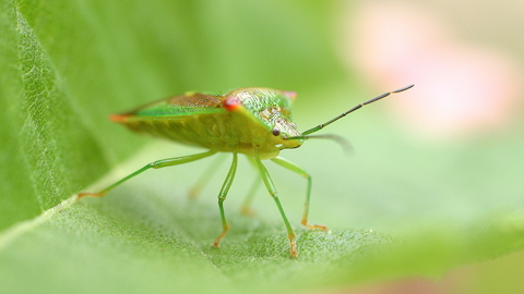 Birch Shield Bug