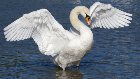 Mute Swan