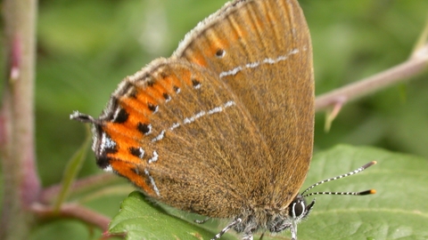 Black hairstreak butterfly