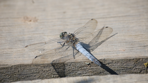 Black-tailed Skimmer male