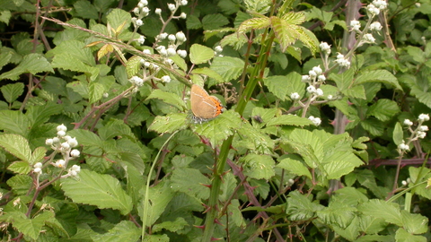 Black Hairstreak butterfly