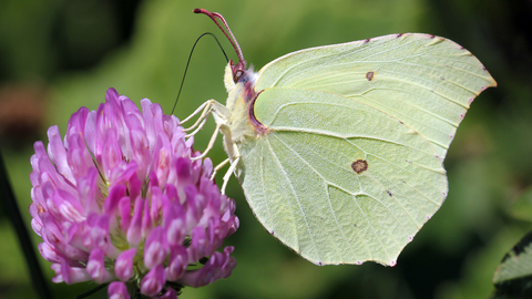 Brimstone Butterfly